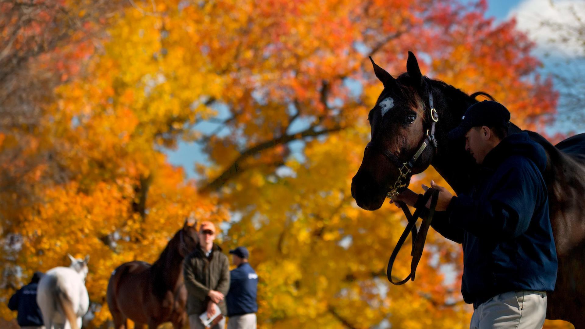 April Selected Horses Of Racing Age Sale Keeneland   K 2013 NOV SALES 001 